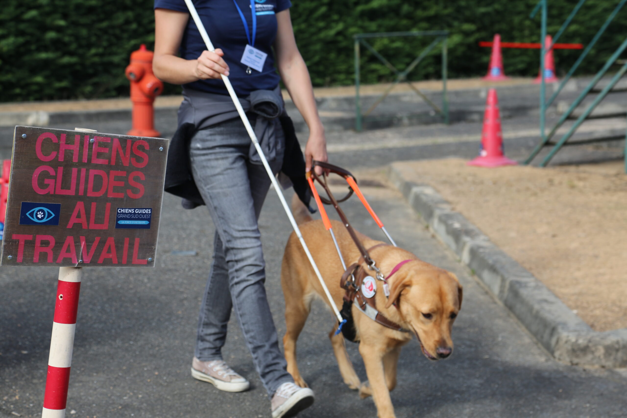 Un chien guide guide une personne en situation de handicap visuel. Une pancarte indique chien guide au travail